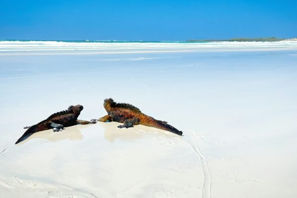 Galapagos-islands-TORTUGA BAY