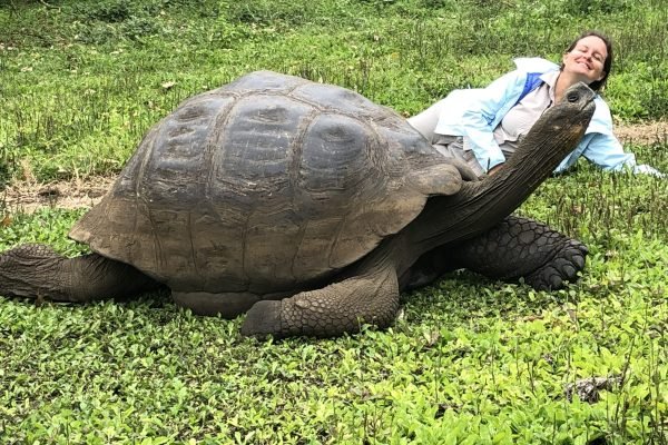 Galápagos giant tortoise resting on green vegetation