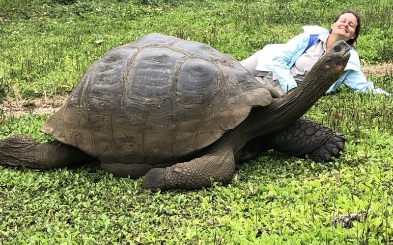 Galápagos giant tortoise resting on green vegetation