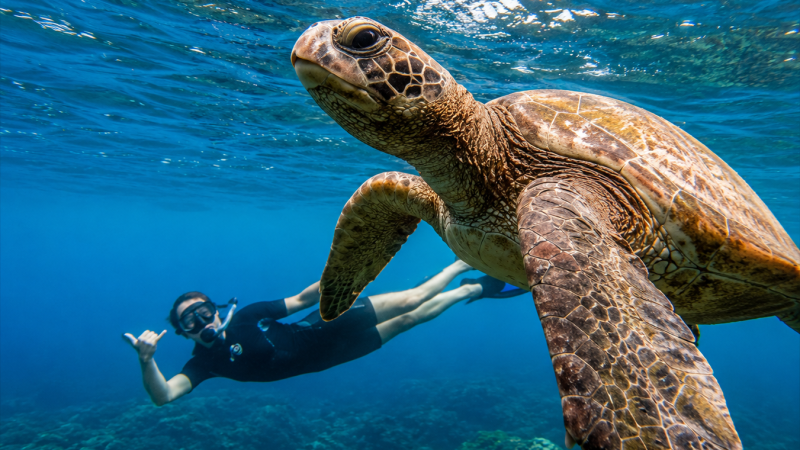 Green sea turtle swimming underwater in the Galápagos