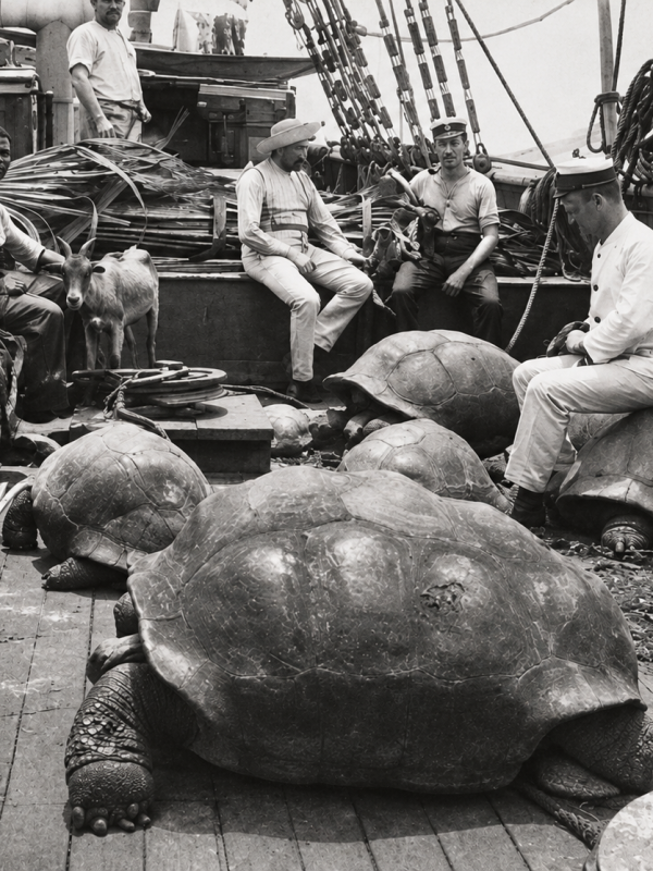 Historical black-and-white photograph of Galápagos giant tortoises aboard a ship