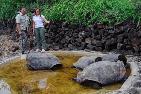 Giant tortoise