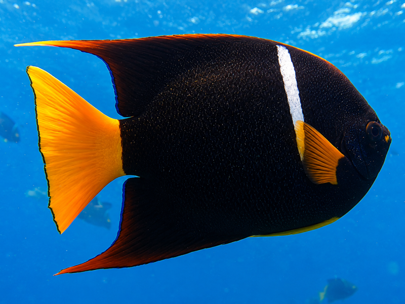 Colorful king angelfish swimming underwater in the Galápagos Islands
