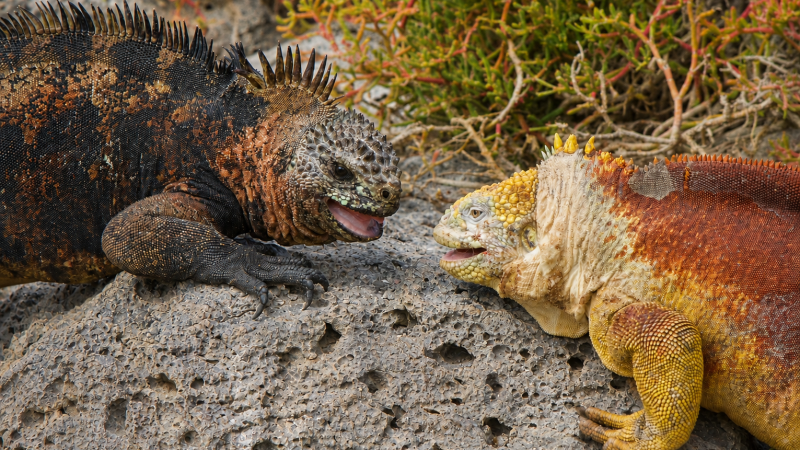 Galápagos land iguana and marine iguana sharing the same habitat on Plazas Island