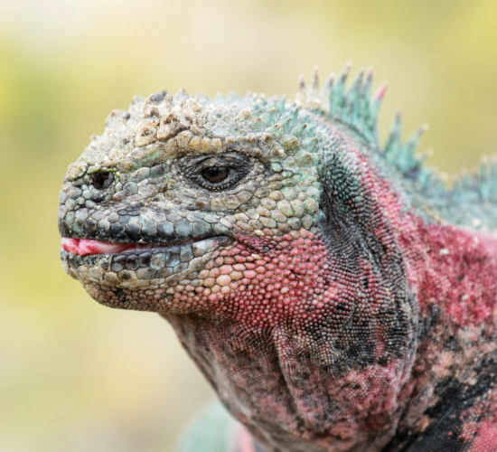 Española Island Galápagos Tour | Wildlife marine iguana