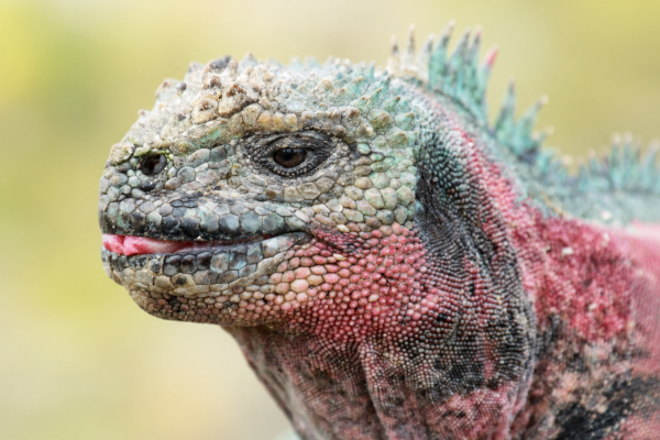 Española Island Galápagos Tour | Wildlife marine iguana