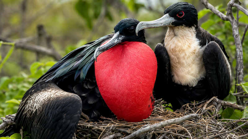 Magnificent frigatebirds with a red throat pouch nesting in the Galápagos Islands
