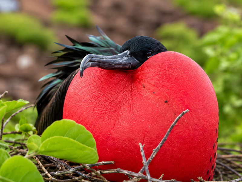 Male magnificent frigatebird displaying its red throat pouch in the Galápagos Islands