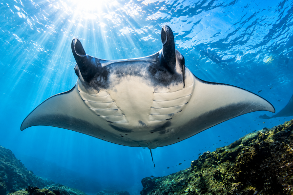 Manta ray swimming underwater in the Galápagos Islands