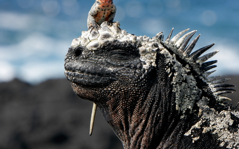 Marine iguana with a small lizard on its head in the Galápagos Islands