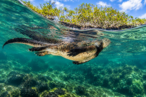 Marine iguana swimming underwater in the Galápagos Islands