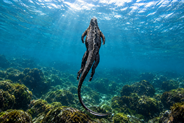 Marine iguana swimming underwater in the Galápagos Islands
