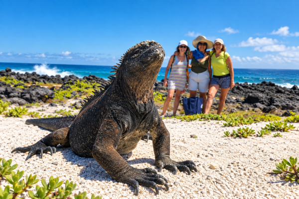 Marine iguana in the Galápagos Islands with visitors in the background