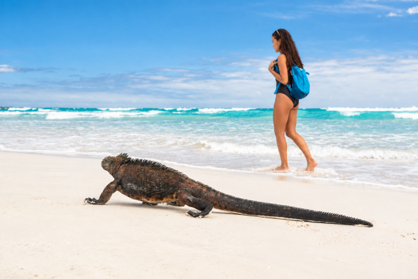 Marine iguana on a beach in the Galápagos Islands