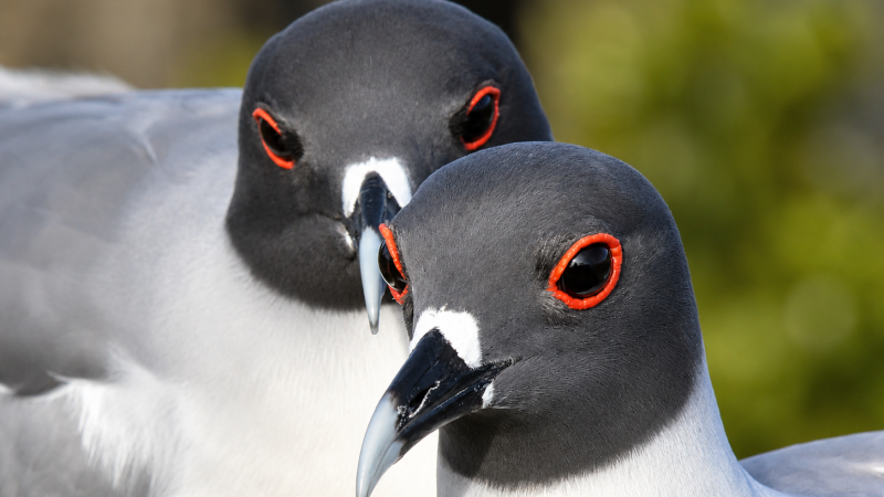 Pair of Galápagos swallow-tailed gulls standing together in their natural habitat