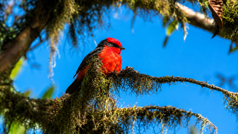 Red Galápagos bird perched on a moss-covered branch against a blue sky