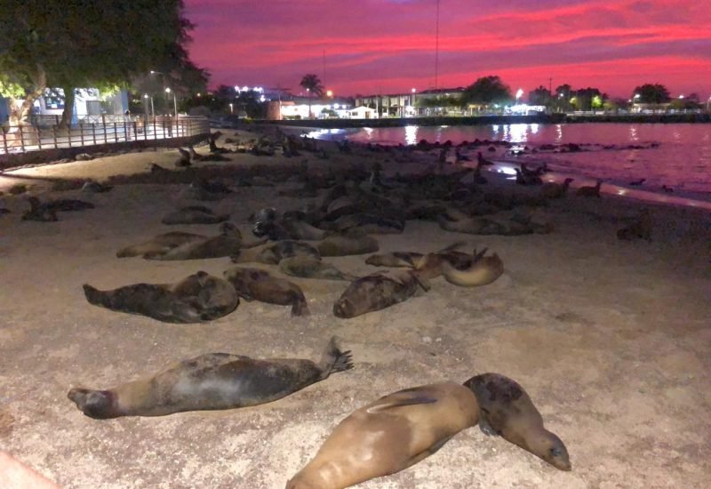 Galápagos sea lions resting on the shore during a pink sunset in San Cristóbal Island
