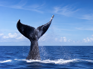 Humpback whale fluke in the Galápagos Islands photographed during cetacean research.