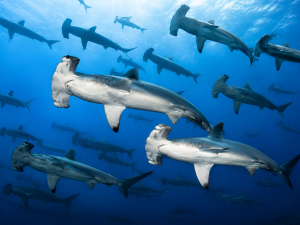 Scuba diver swimming with sharks in the clear waters of the Galápagos Islands