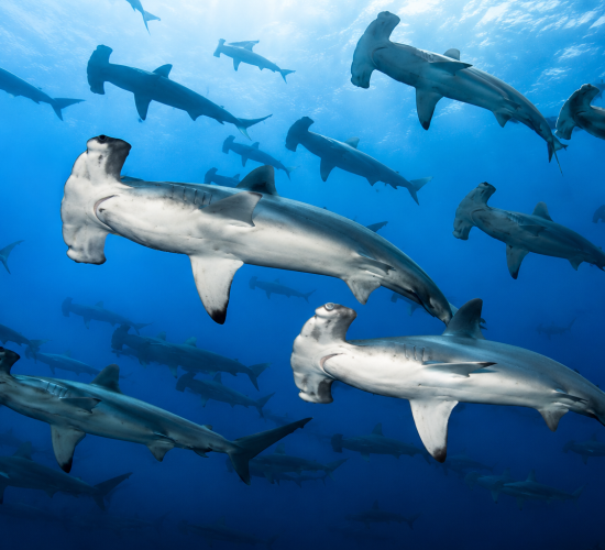 Scuba diver swimming with sharks in the clear waters of the Galápagos Islands