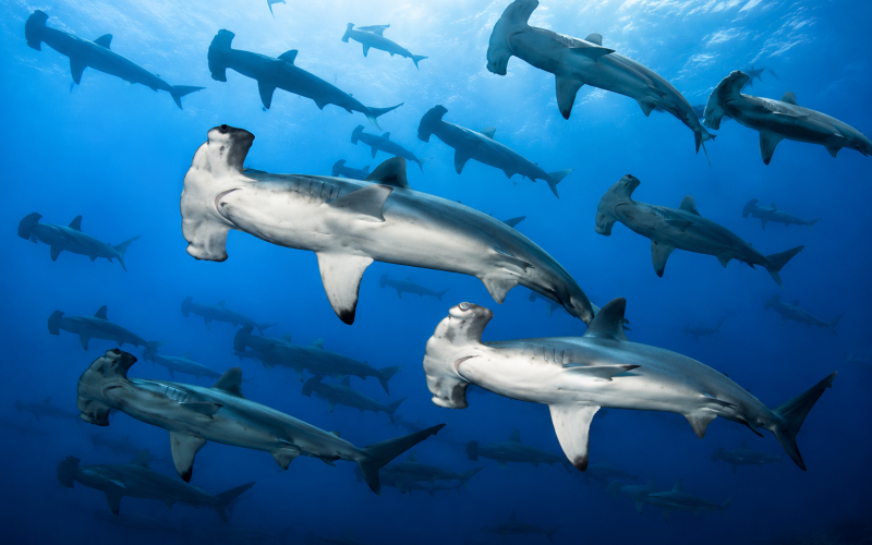 Scuba diver swimming with sharks in the clear waters of the Galápagos Islands