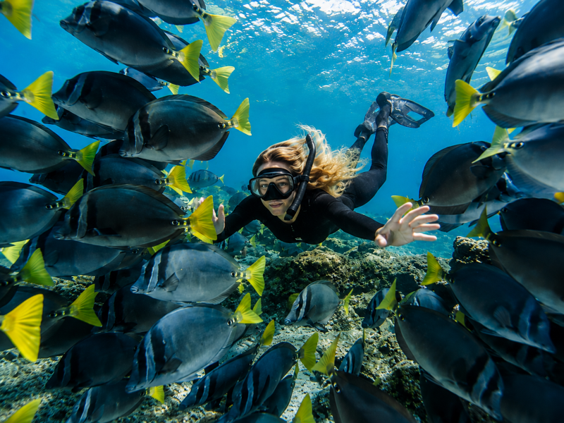 Snorkeler exploring clear blue waters and marine life in the Galápagos Islands