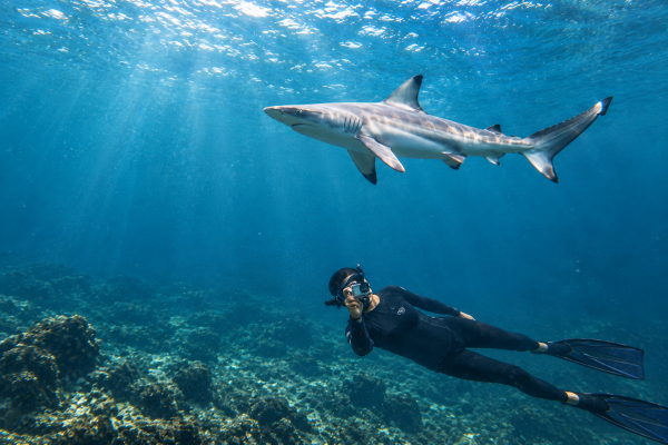 snorkeling near a shark in the Galápagos Islands