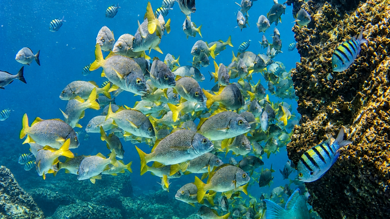 Underwater view of marine life swimming in the clear waters of the Galápagos Islands