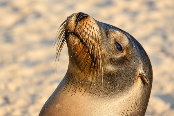 Close-up portrait of a young Galápagos sea lion