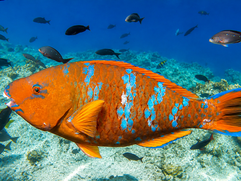 Colorful parrotfish swimming underwater in the Galápagos Islands