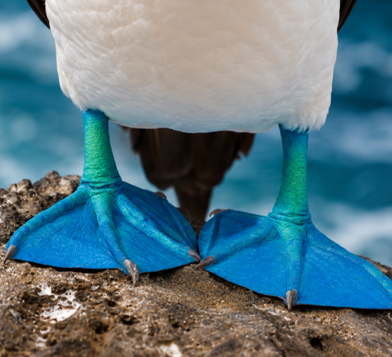 Blue-footed booby with bright blue feet standing on volcanic rock in the Galápagos Islands