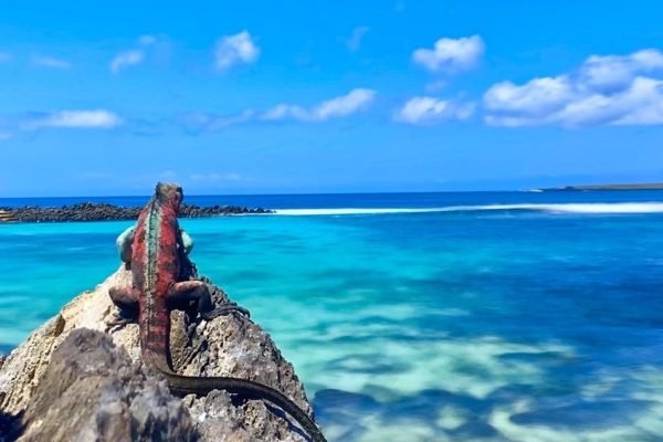 marine iguana