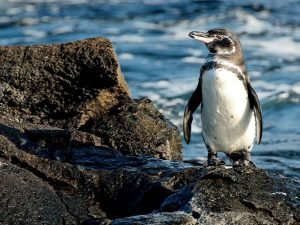 Galapagos Penguin standing on volcanic rocks along the coast of Isabela Island