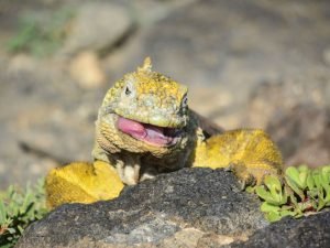 galapagos-islands-landiguana001