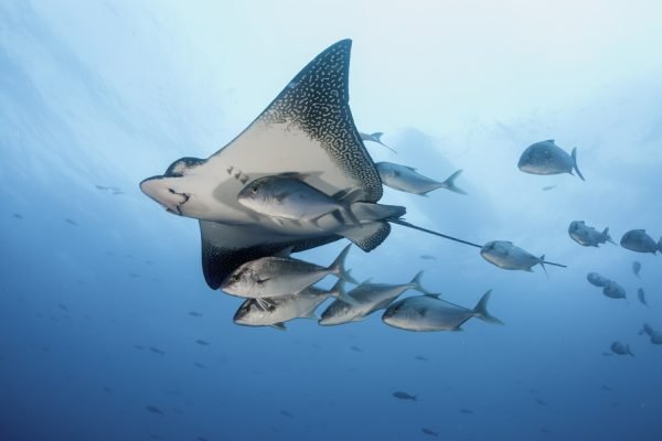 Marine ecosystem in the Galapagos Islands shaped by ocean currents