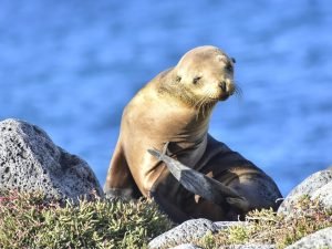galapagos-islands-sealion002