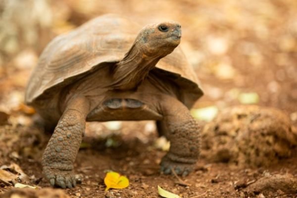 Galapagos Islands Tortoise-baby