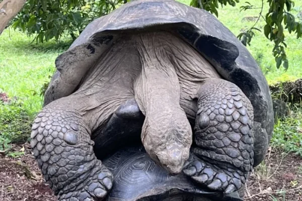 Galapagos Islands Tortoises In Love