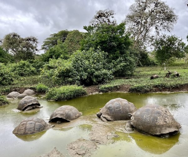 giant tortoise