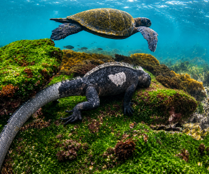 Galápagos marine iguana resting on an algae-covered rock as a sea turtle swims above it underwater