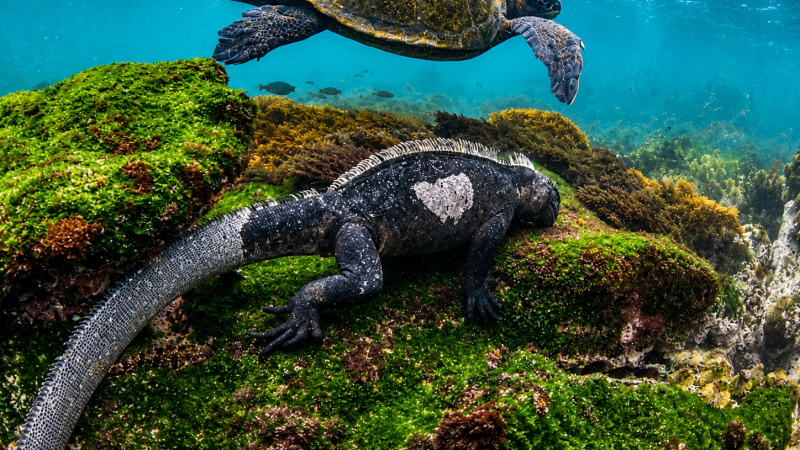 Galápagos marine iguana resting on an algae-covered rock as a sea turtle swims above it underwater