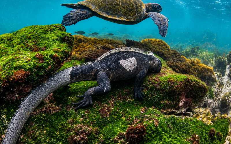Galápagos marine iguana resting on an algae-covered rock as a sea turtle swims above it underwater