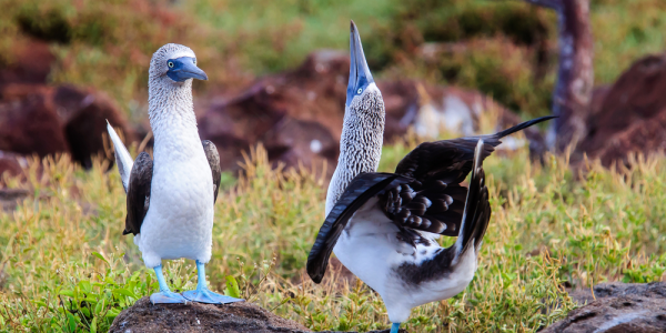 blue footed boobie