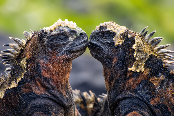 Two Galápagos marine iguanas facing each other on volcanic rocks
